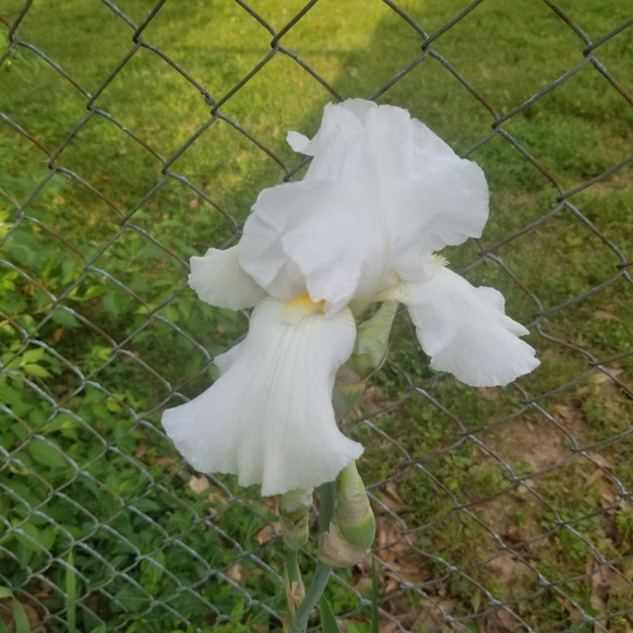 Bundle 20 White heirloom bearded iris rhizomes. - Picture 2 of 2